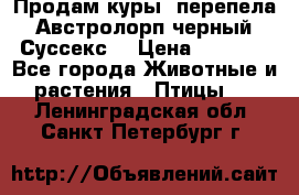 Продам куры, перепела. Австролорп черный. Суссекс. › Цена ­ 1 500 - Все города Животные и растения » Птицы   . Ленинградская обл.,Санкт-Петербург г.